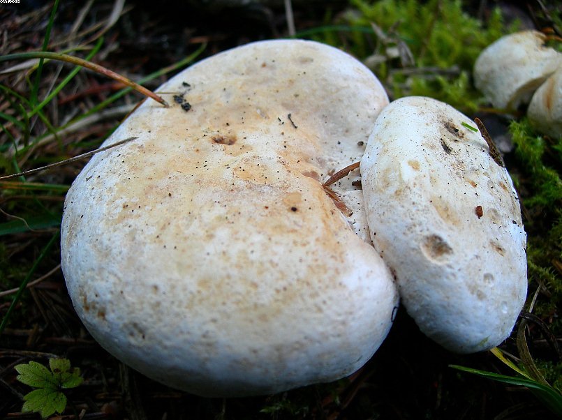 La foresta subalpina di Les breuleux  (CH)